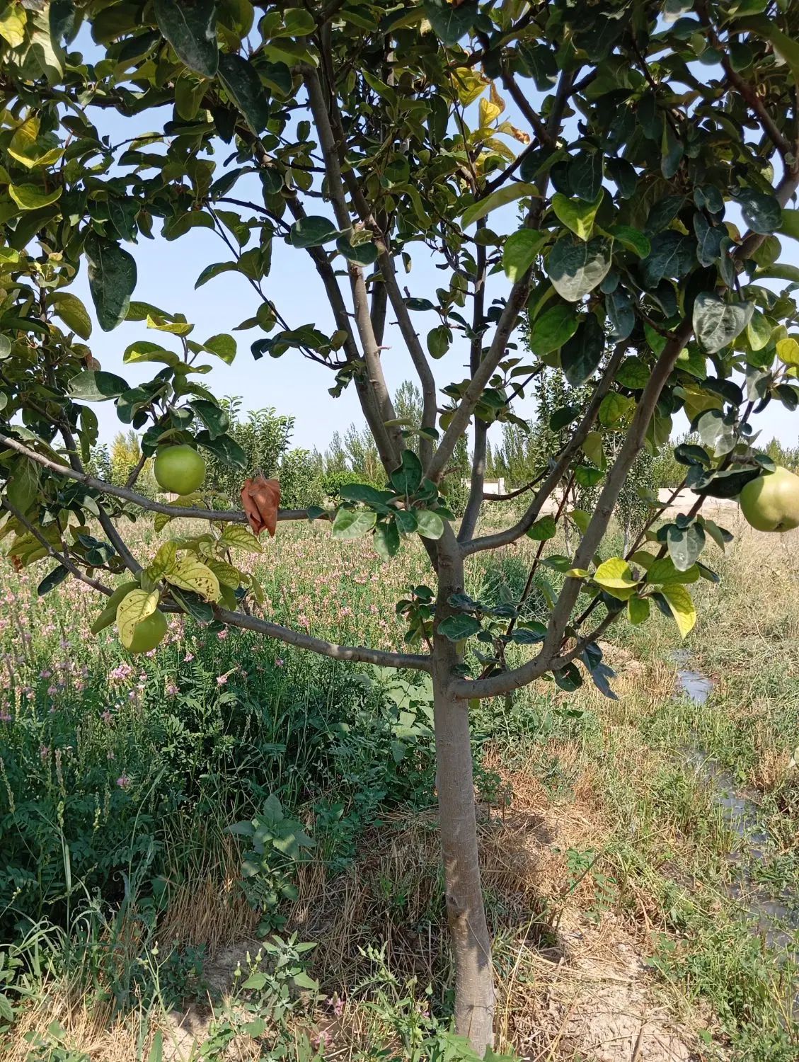 باسلام یک باب باغ در واقی روستای علی بلاغی|فروش زمین و ملک کلنگی|نمین, |دیوار