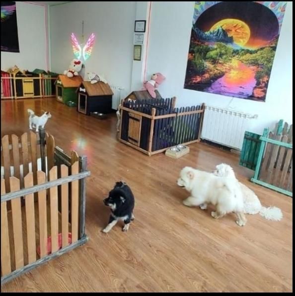 پانسیون حیوانات خانگی(سگ گربه پرنده خرگوش و. )|خدمات پیشه و مهارت|مشهد, الهیه|دیوار