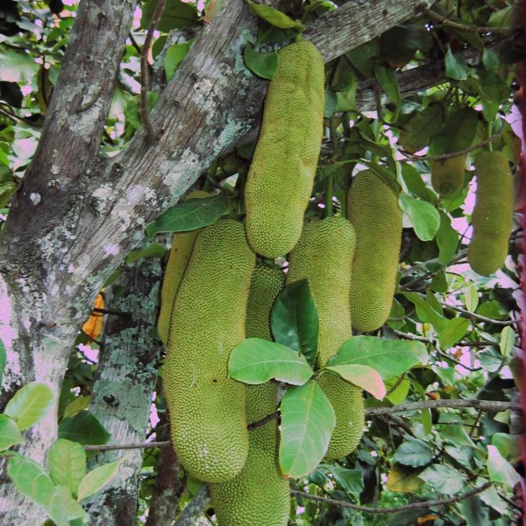 نهال های استوایی، گرمسیری و نیمه گرمسیری|حراج|بندرعباس, |دیوار