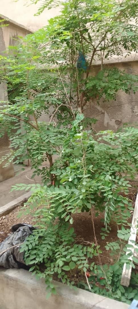 فروش خانه کلنگی (۸۶ متری)|فروش زمین و ملک کلنگی|تهران, هفت چنار|دیوار