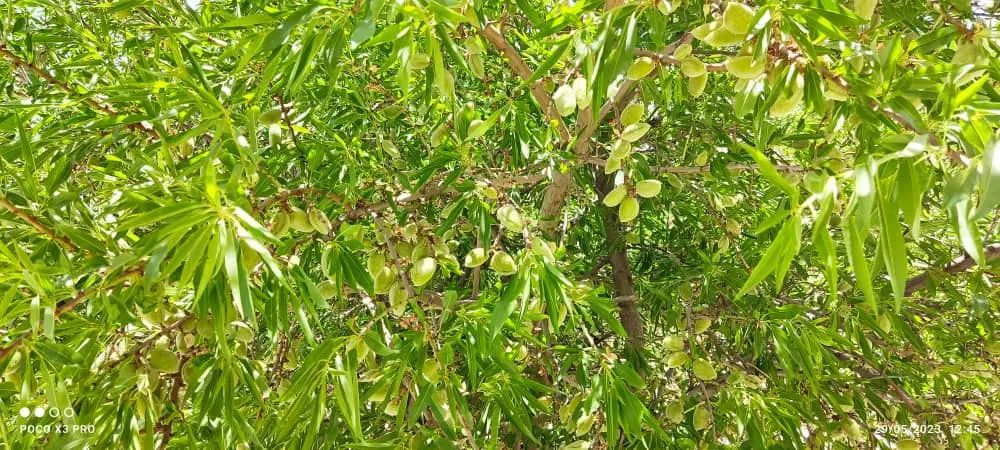 باغ شهر ، ویلا ، سیاخ دارنگون ، فاز یک،۲۸۰۰متر|فروش خانه و ویلا|شیراز, شهرک سراج‎|دیوار