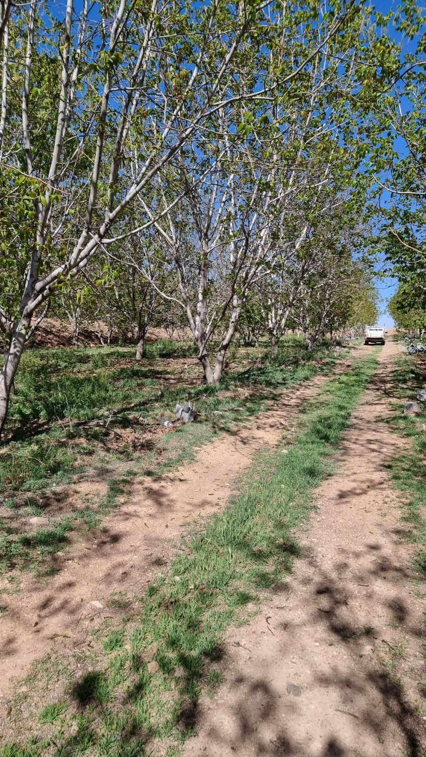 زمین کشاورزی در شوراب صغیر|فروش زمین و ملک کلنگی|شهرکرد, |دیوار