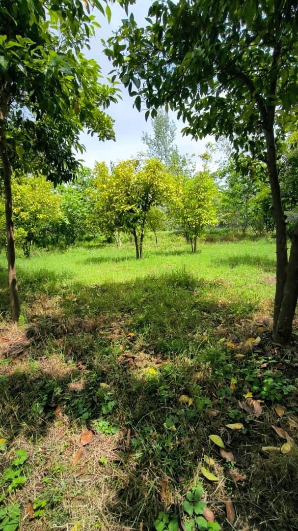 فروش زمین ۲۲۰۰ متری باغی ،گلخانه،طبیعت/آناملک|فروش زمین و ملک کلنگی|رشت, منظریه|دیوار