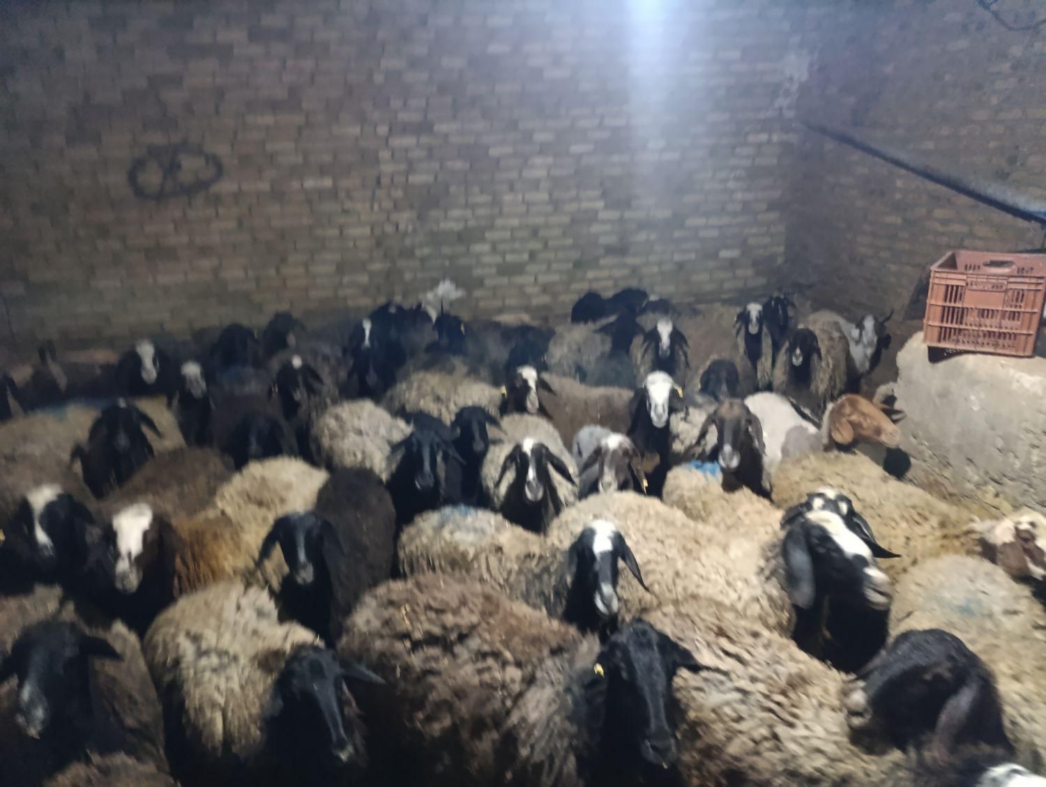 60راس پرواردرجه یک میش وشیشک قربان|حیوانات مزرعه|قزوین, |دیوار