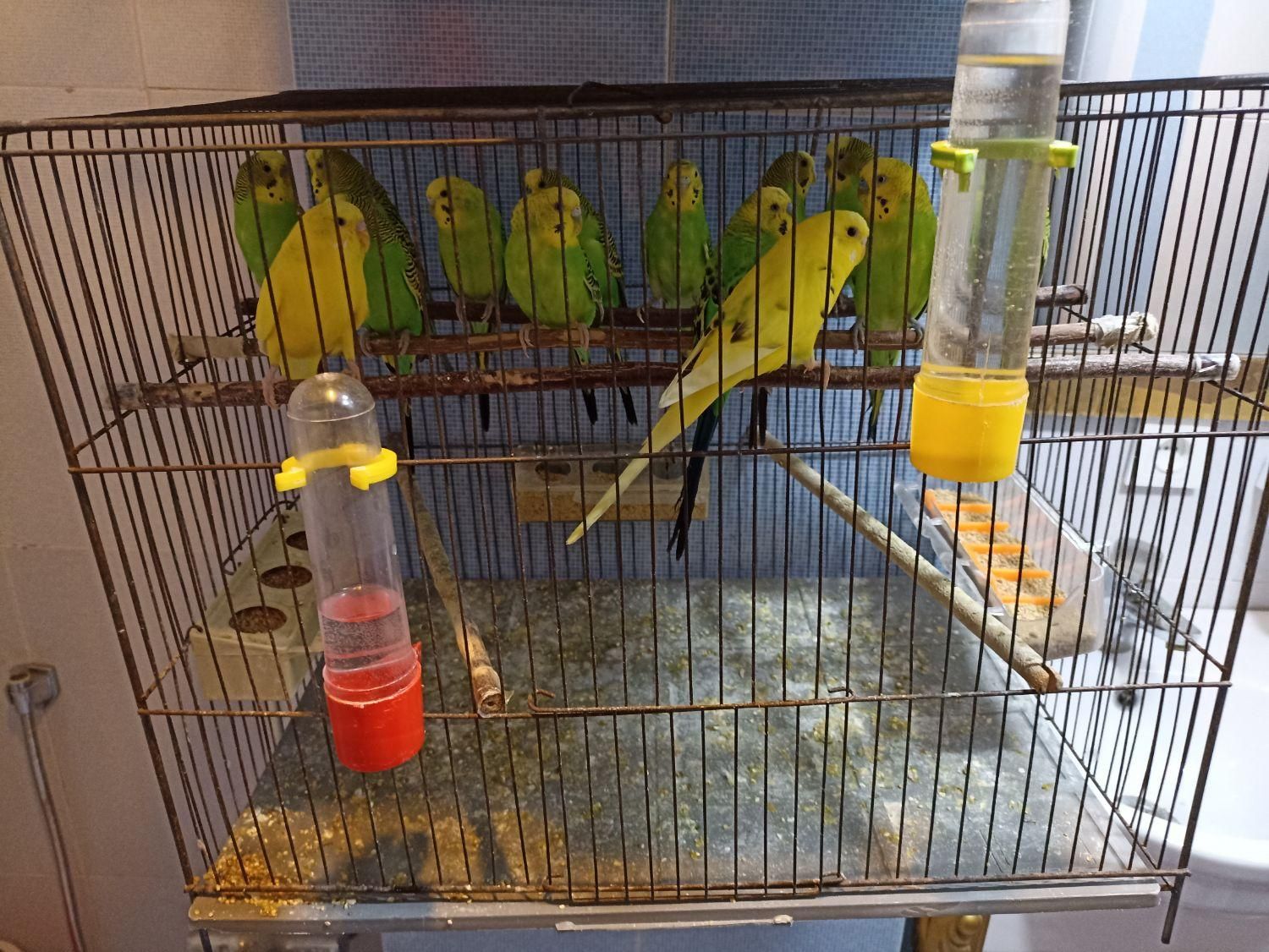 ۸ عدد مرغ عشق ۷ تا نر یک عدد ماده|پرنده|رودهن, |دیوار