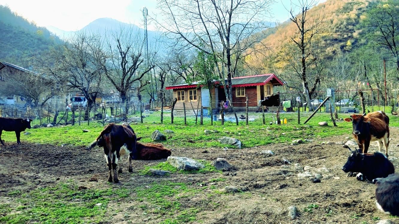 اجاره کلبه چوبی دنج در دل جنگل|اجارهٔ کوتاه‌مدت آپارتمان و سوئیت|ماسال, |دیوار