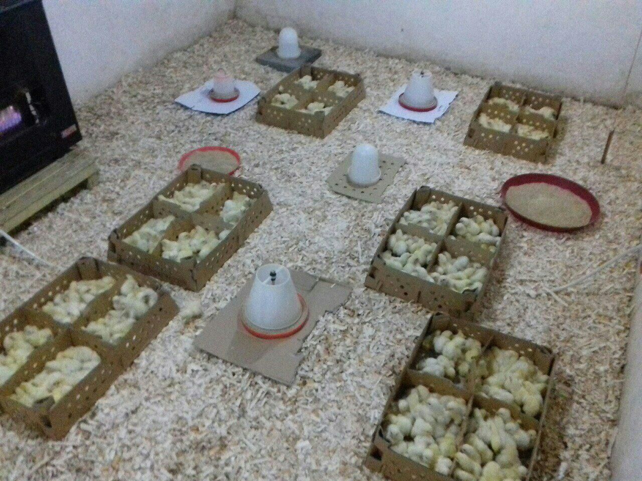 جوجه مرغ گوشتی راس برند|حیوانات مزرعه|مینودشت, |دیوار