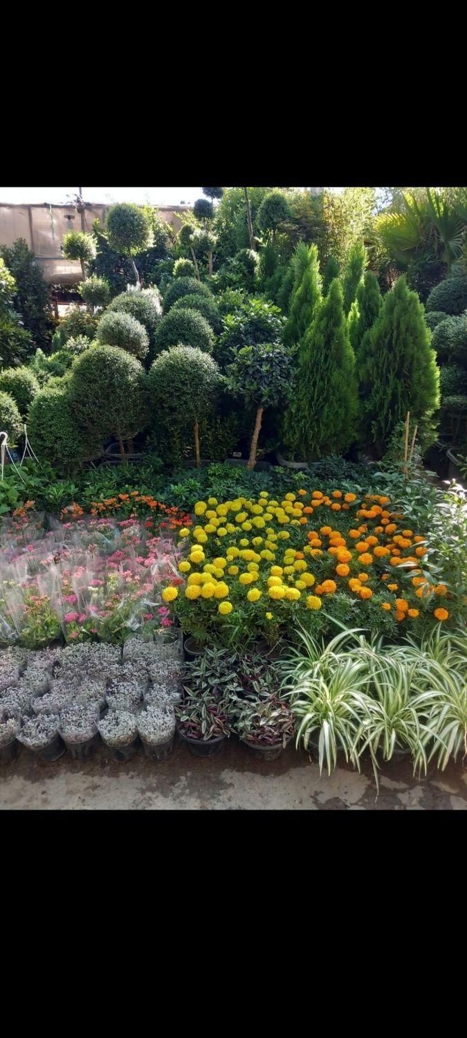 تعویض خاک گلدان در محل تضمینی مدیریت خانم اکبری|خدمات باغبانی و درختکاری|تهران, زعفرانیه|دیوار