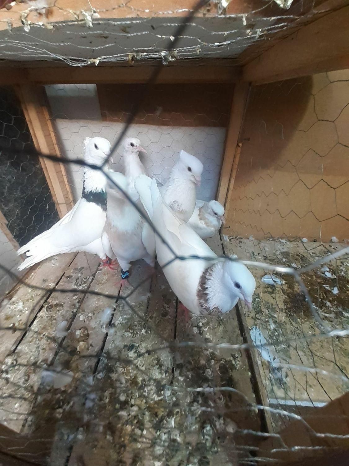 کوترعشق باز|پرنده|کرمانشاه, |دیوار