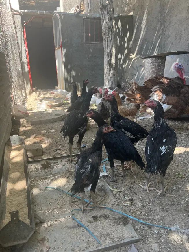 مرغ و خوروس لاری پاکستانی|حیوانات مزرعه|تهران, عبدل‌آباد|دیوار