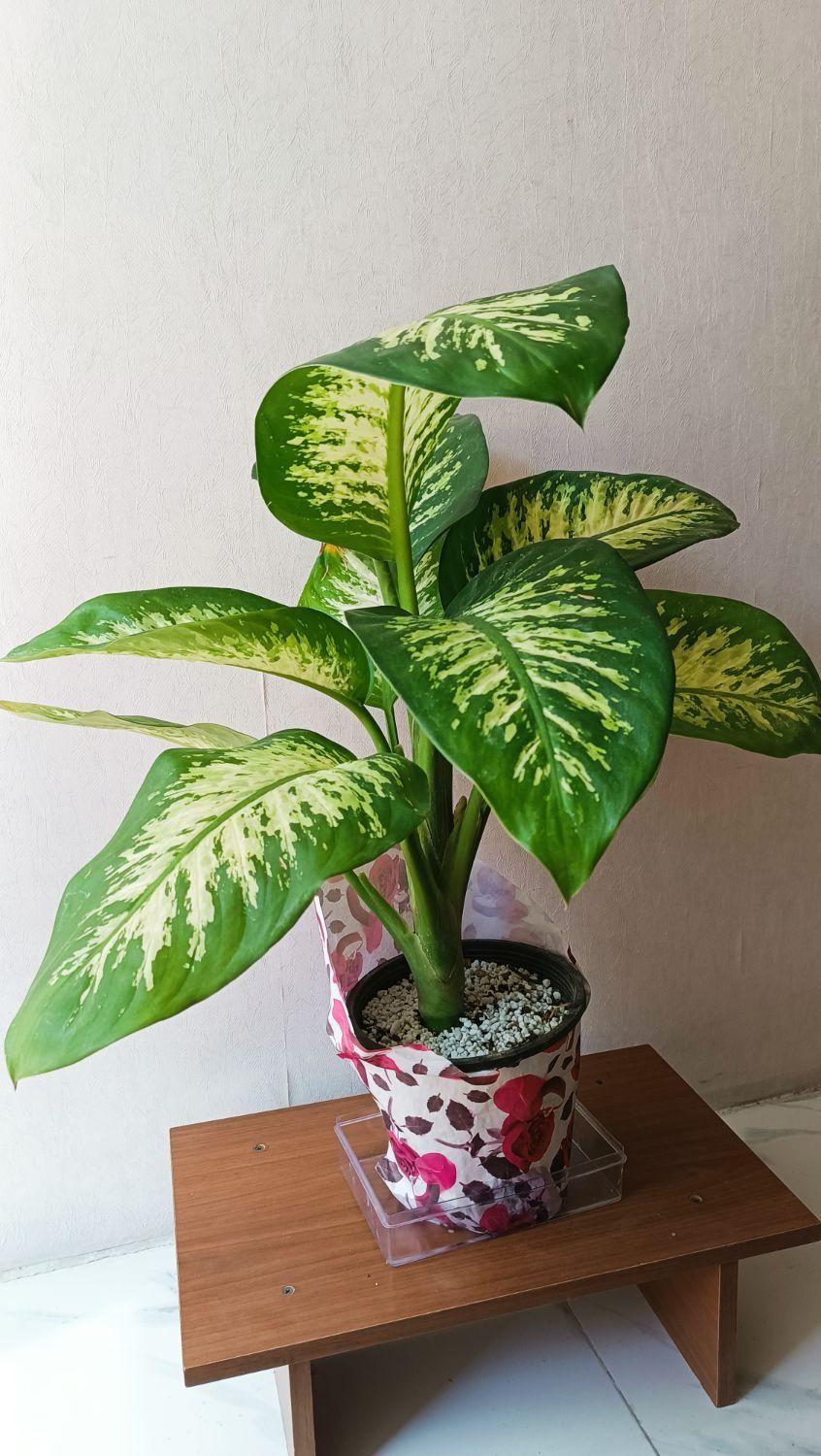 گیاه دیفن باخیا بزرگ آپارتمانی|گل و گیاه طبیعی|شیراز, پودنک|دیوار