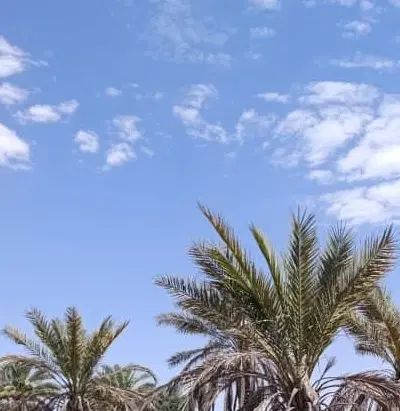 فروش نخل کرسی کن  قصب پیارم  خاصویی کرسی کن|گل و گیاه طبیعی|داراب, |دیوار