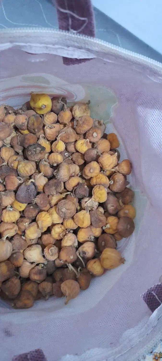 کشته انجیر|خوردنی و آشامیدنی|مشهد, گاز|دیوار