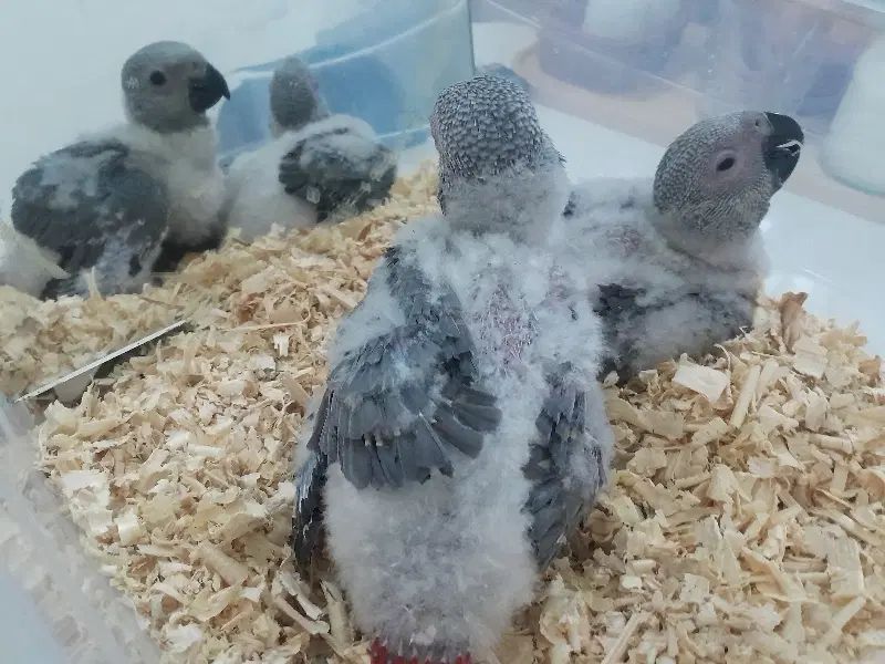 فروش و معاوضه کاسکو و کاکادو|پرنده|تهران, جوانمردان (اندیشه)|دیوار