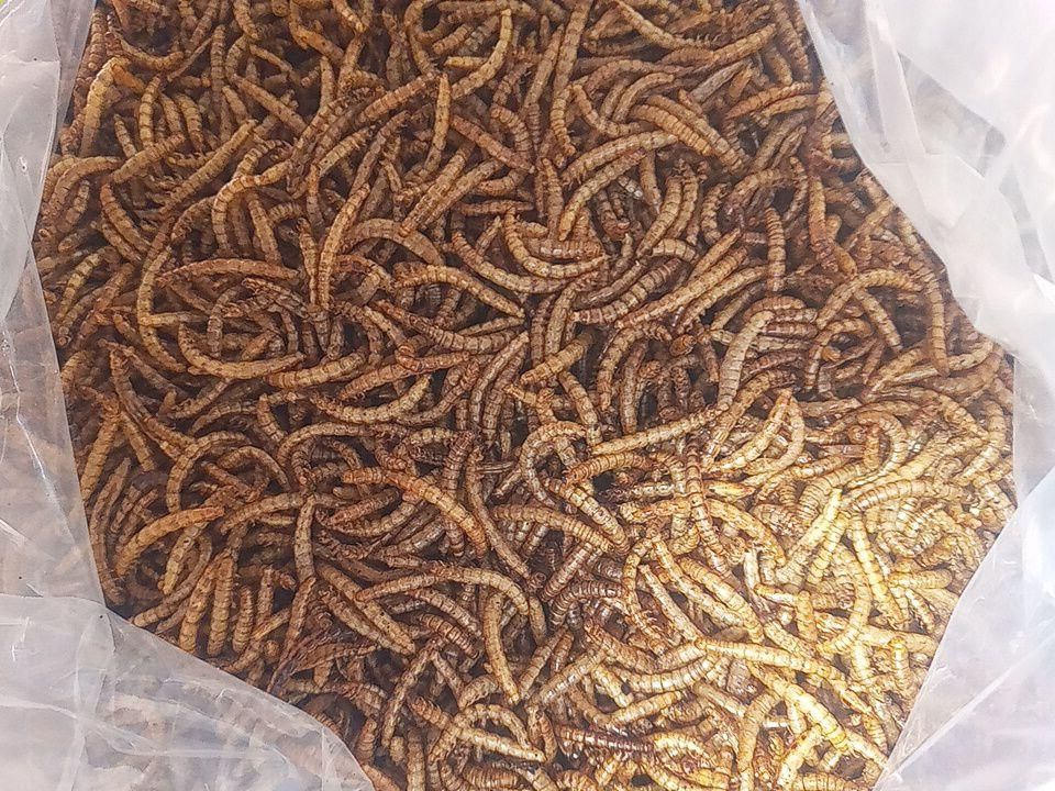 میلورم خشگ وزنده|خزنده|کاشان, فاز ۱ ناجی آباد|دیوار