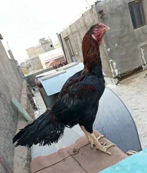 لاری|حیوانات مزرعه|کرج, آق تپه|دیوار