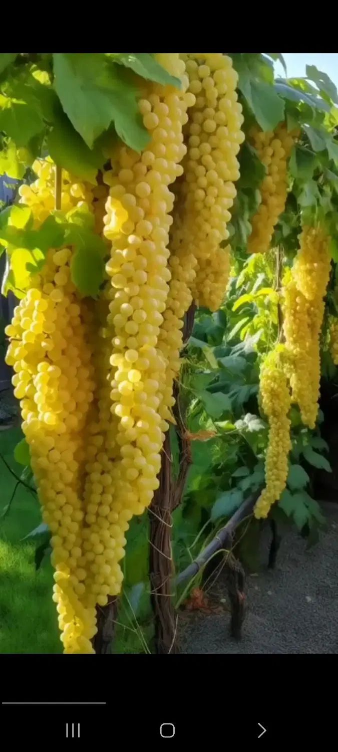 انگور عسگری|خوردنی و آشامیدنی|مشهد, فرخد|دیوار