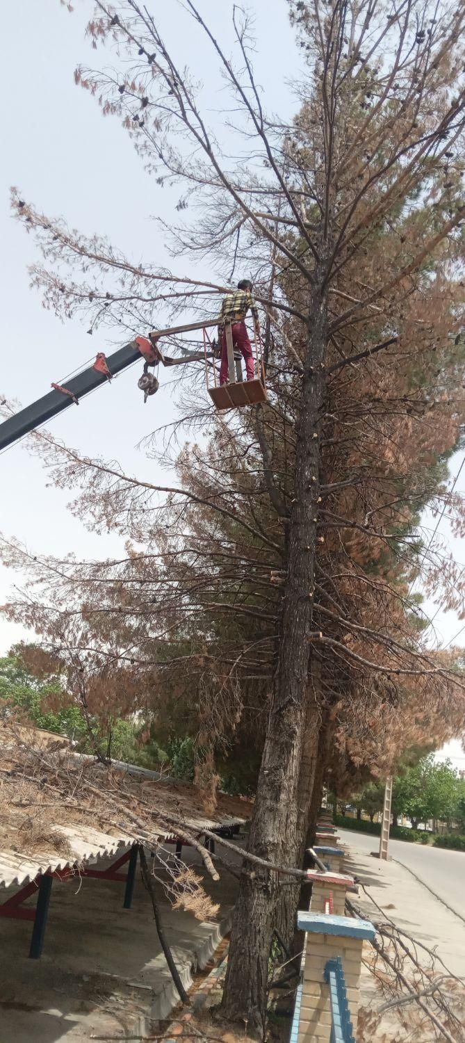 خرید چوب قطع درخت هرس درخت برش درخت|خدمات باغبانی و درختکاری|مشهد, رسالت|دیوار