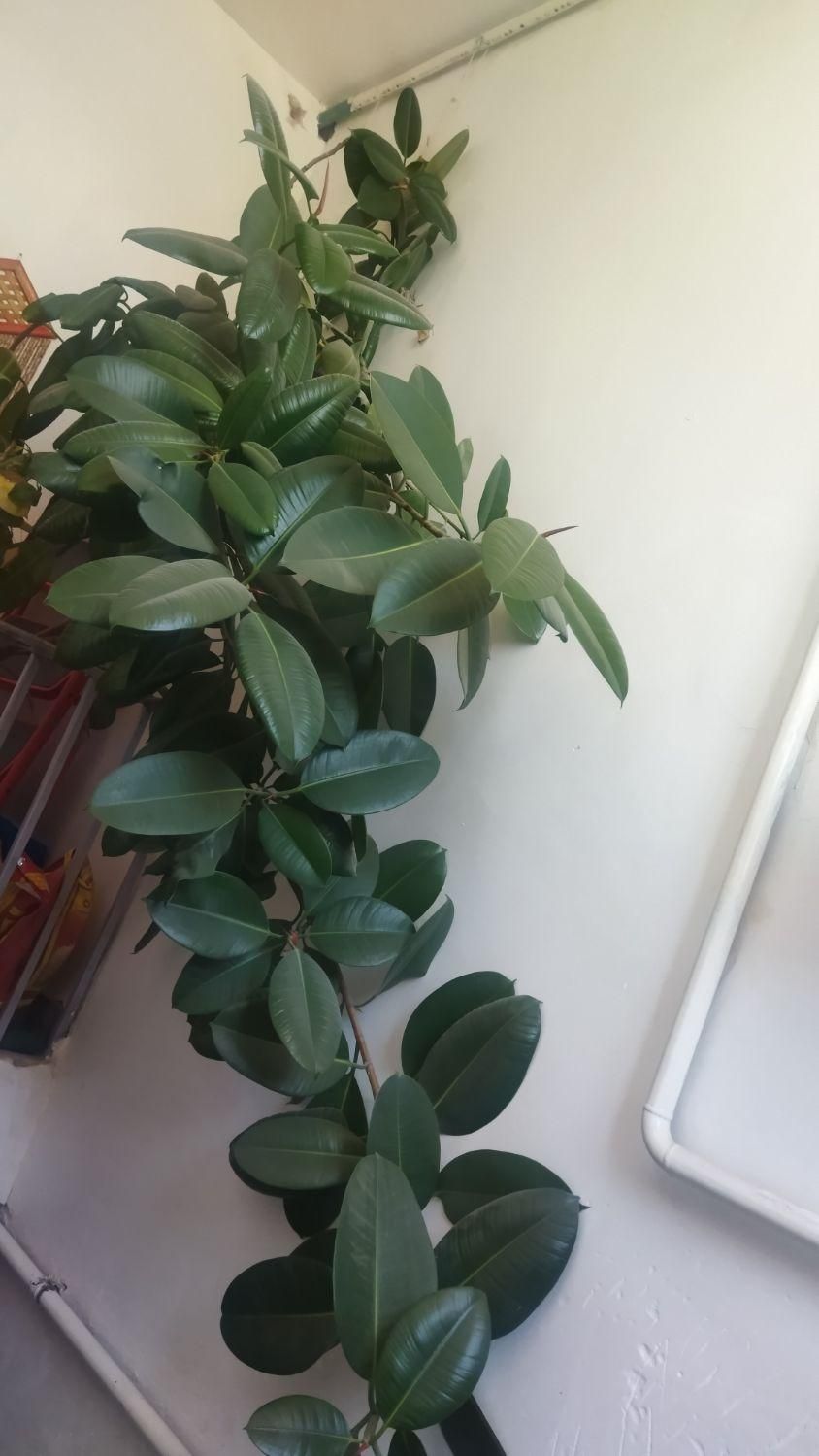 گل فیکوس|گل و گیاه طبیعی|خرمآباد, |دیوار