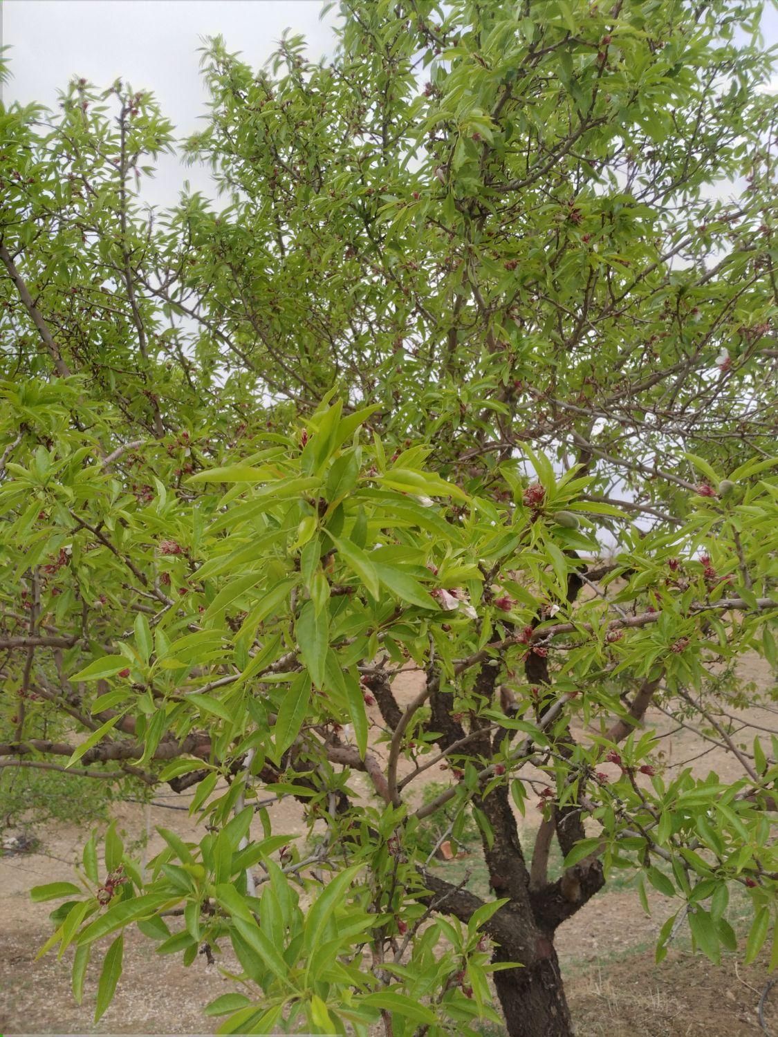 باغ بادرختان باربده بادام بافنس محدوده پل زمانخان|فروش دفتر صنعتی، کشاورزی، تجاری|شهرکرد, |دیوار