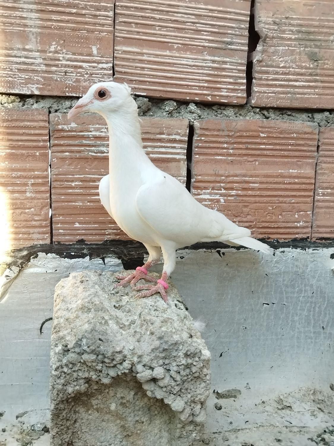 کبوتر سره ای با سفید کلاهی|پرنده|کرمان, |دیوار