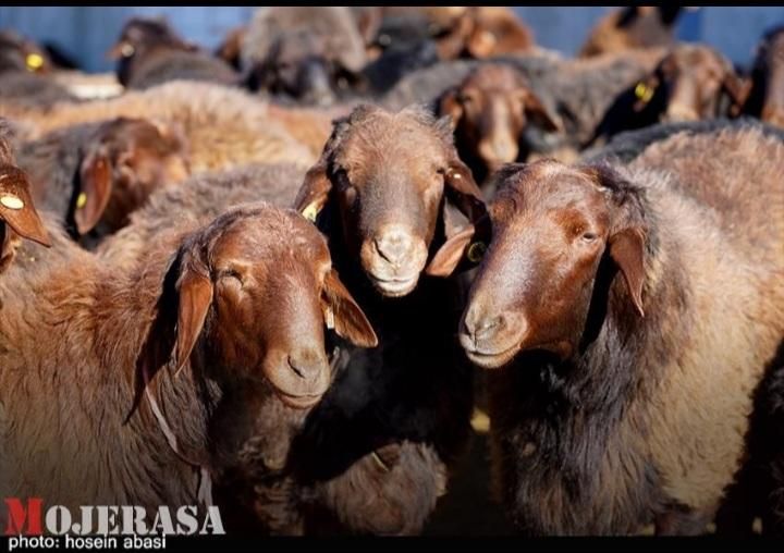 گوسفند زنده جهت قربانی|حیوانات مزرعه|کرج, پیشاهنگی|دیوار