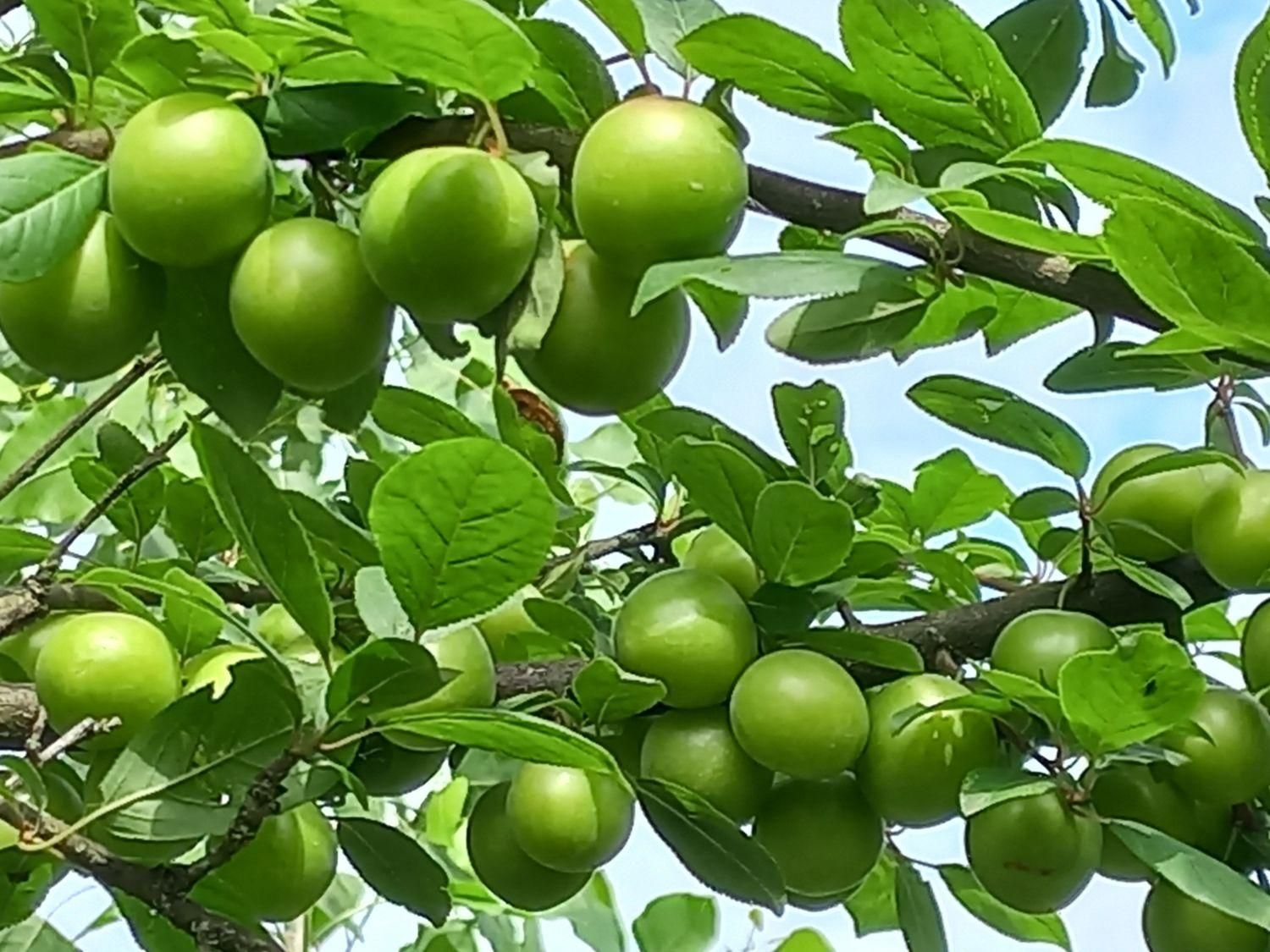 کلبه ویلایی|اسکان اضطراری|لاهیجان, بازکیاگوراب|دیوار