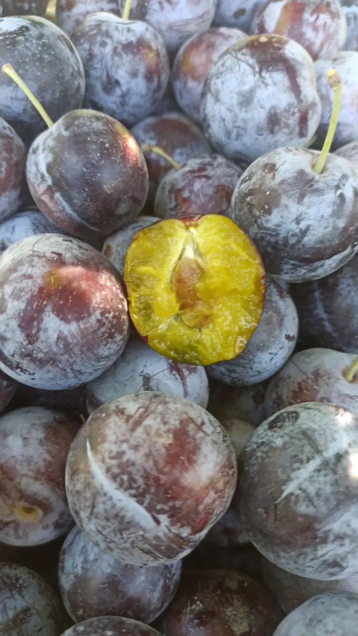 هلو|خوردنی و آشامیدنی|مشهد, طرق|دیوار