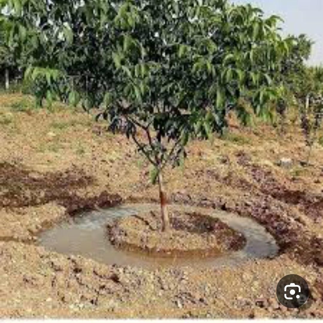 خدمات شخم و علف وبیل زنی درخت کاری|خدمات باغبانی و درختکاری|تبریز, |دیوار