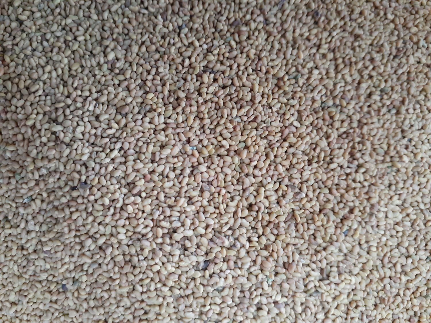 بذر یونجه رنجر اصل پابلند درجه یک|خدمات باغبانی و درختکاری|شهرکرد, |دیوار