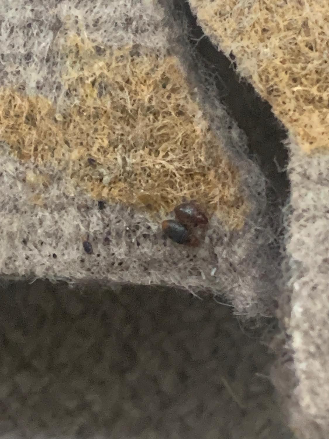 سم پاشی و سمپاشی تضمینی|خدمات نظافت|رشت, کوی جام جم|دیوار