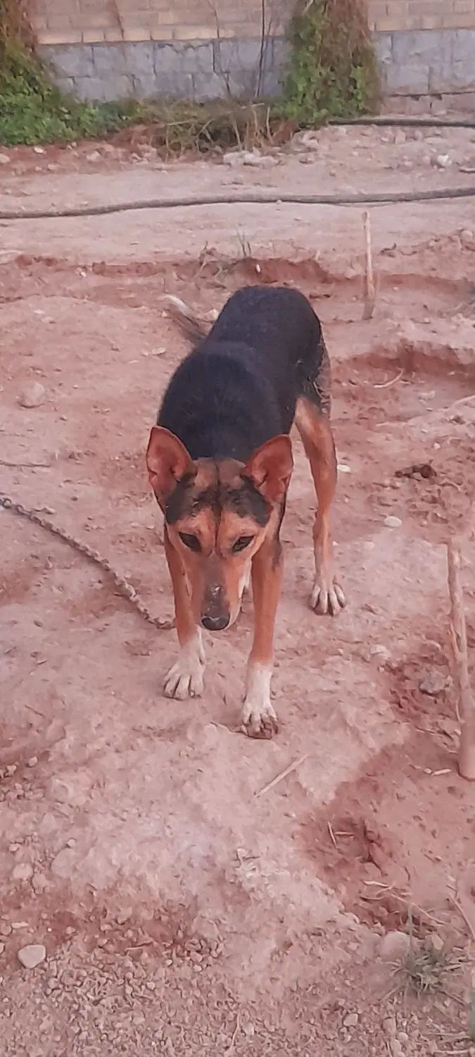 سگ ژرمن درجه یک|سگ|اندیمشک, |دیوار