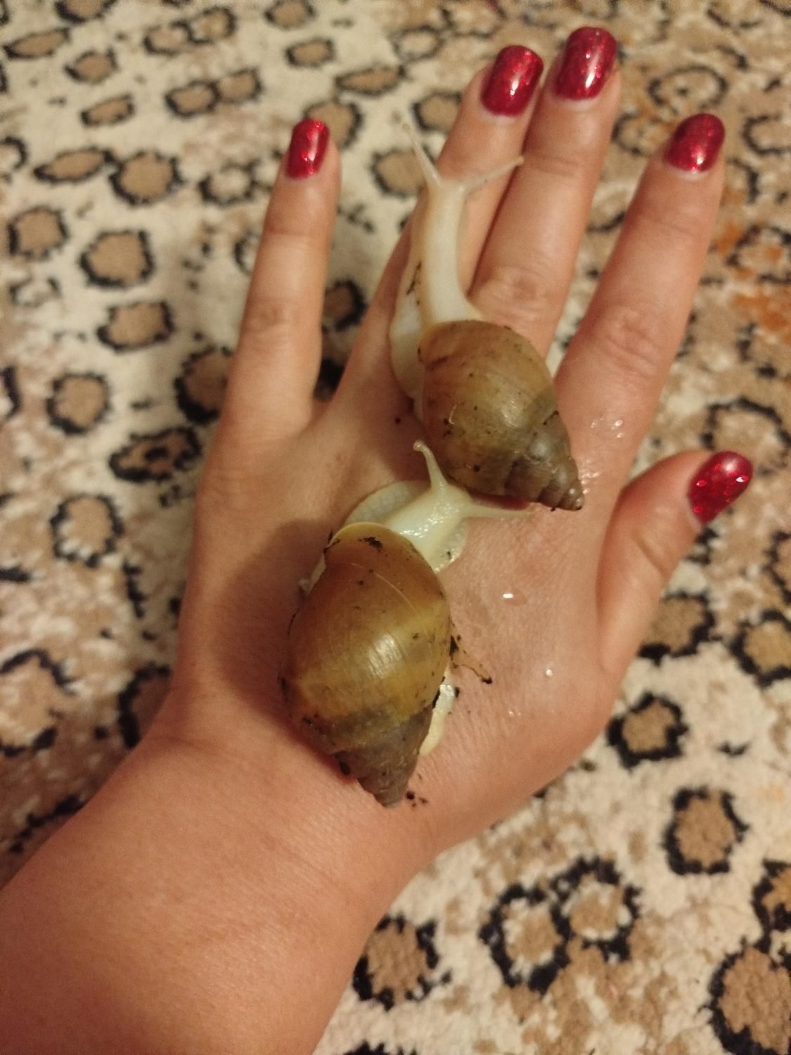 حلزون طبی آلبینو و تخم حلزون|خزنده|مشهد, هنرستان|دیوار