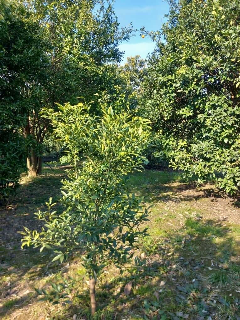 زمین باغ حدود 1000متر/تنکابن/تهاتربا ملک تهران کرج|فروش زمین و ملک کلنگی|تنکابن, |دیوار