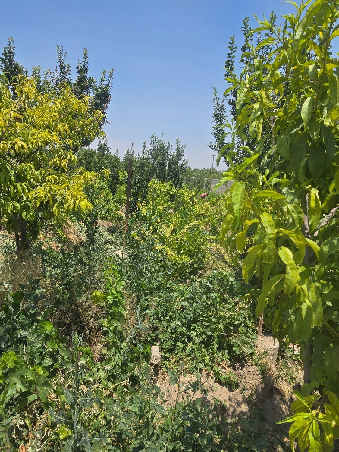 باغ و باغچه ۳۵۵ متری/سندتکبرگ/مجوزدار|فروش زمین و ملک کلنگی|شهریار, |دیوار