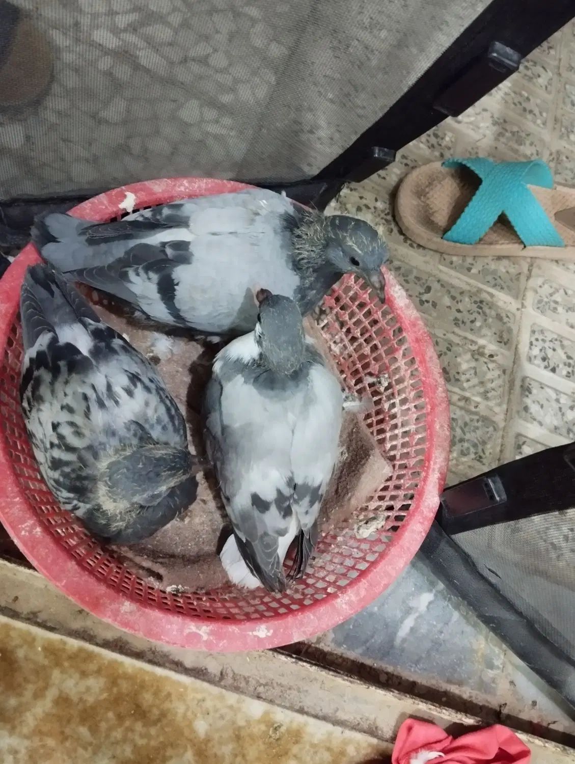 ۳ عدد جوجه کبوتر سرلاکی برا دستی کردن ویکی دونخور|پرنده|اصفهان, عاشق‌آباد|دیوار