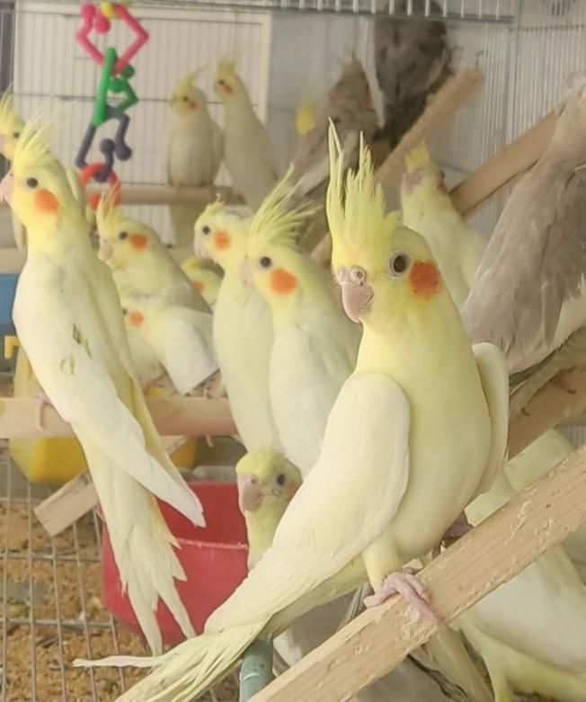 عروس هلندی تخم گذار|پرنده|خمینیشهر, |دیوار