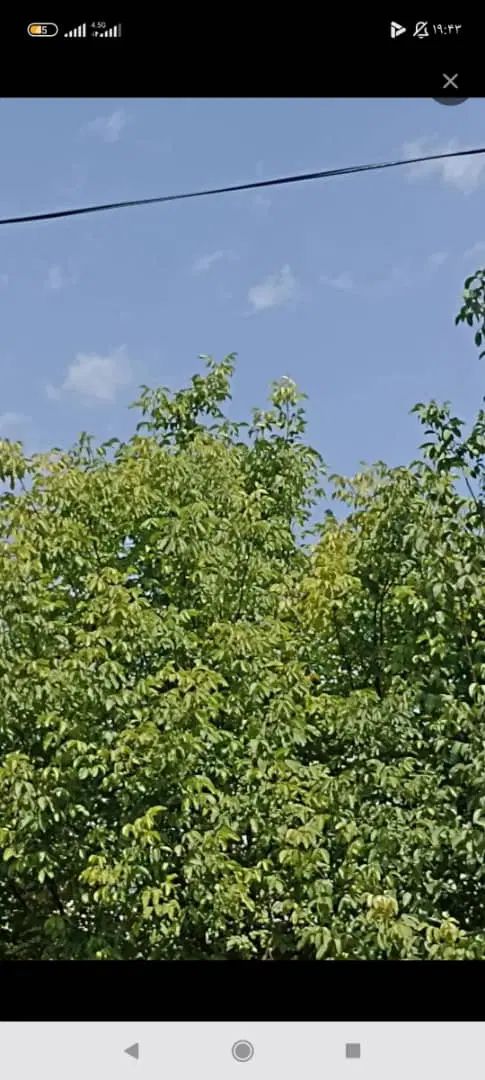 خرید گردو سر درخت و سیب درختی باغچه های کوچیک|خدمات باغبانی و درختکاری|دماوند, دماوند|دیوار