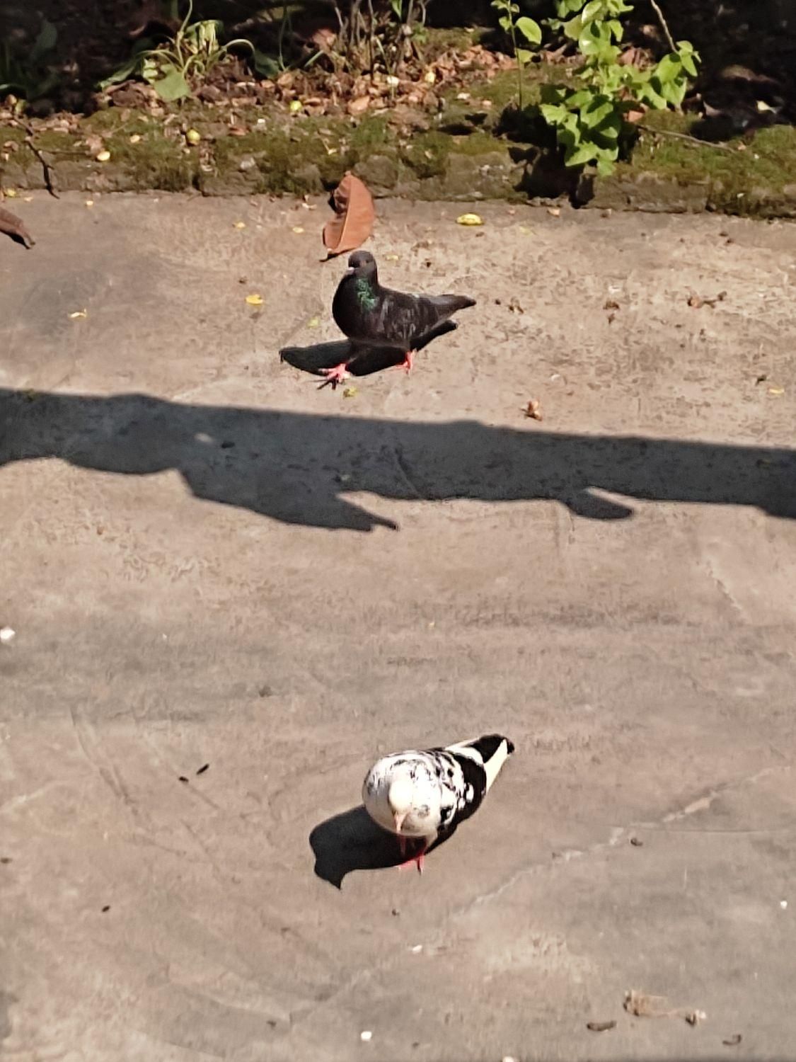 کبوتر خوشگل پرشی نشاندار جفتی|پرنده|رشت, گیل|دیوار