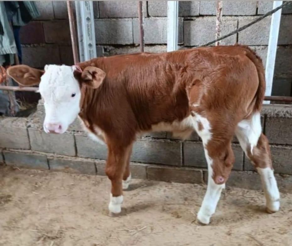 فروش‌گوساله با‌فاکتور باقیمت‌مناسب|حیوانات مزرعه|بندر ترکمن, |دیوار