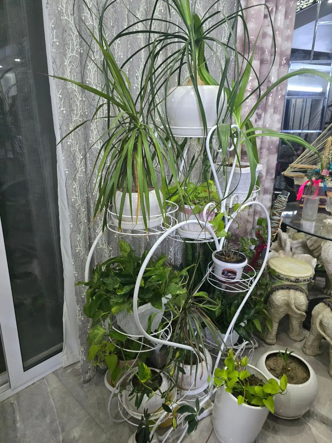 تعدادی گل و گیاه با استند و ظروف همه با هم یکجا|گل و گیاه طبیعی|شاهین‌شهر, مخابرات (شهید بهشتی)|دیوار