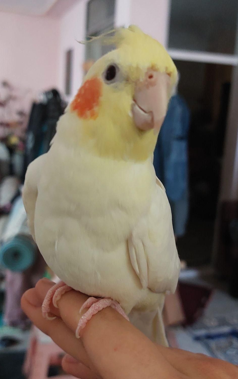 اسباب بازی بچه|اسباببازی بچه|شیروان (خراسان), |دیوار