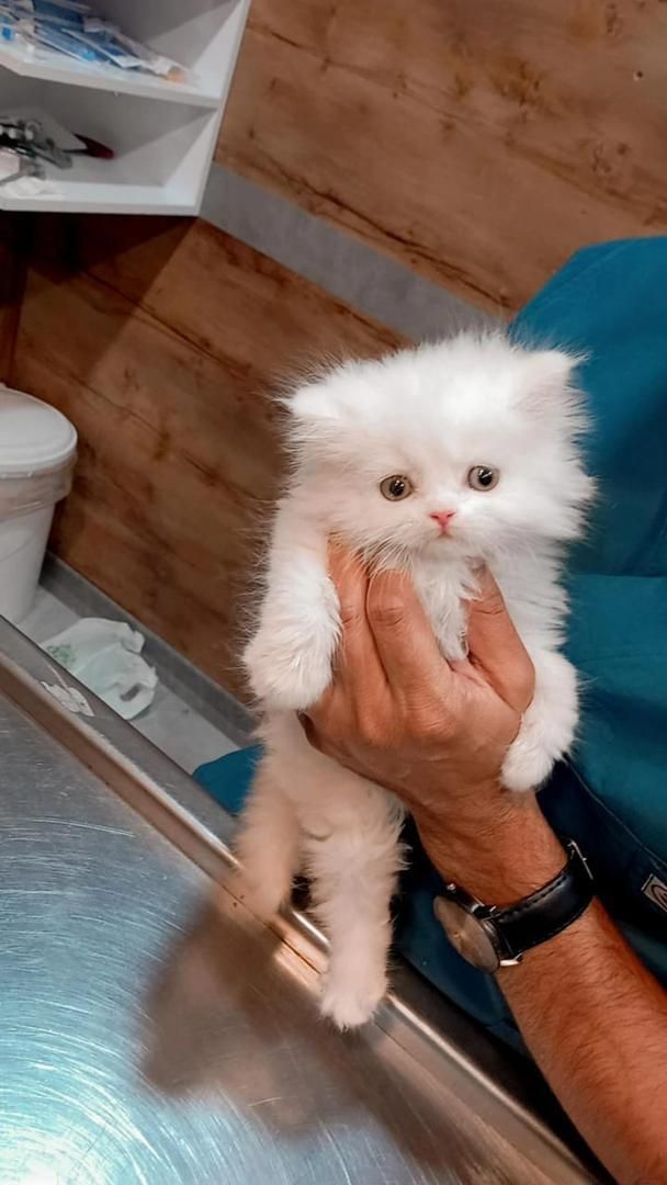 بچه گربه های پرشین سفید|گربه|اهواز, رسالت|دیوار