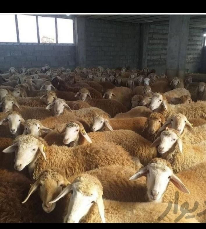 افشار کردستان مغان سنگسر (گوسفند زنده)|حیوانات مزرعه|تهران, تهرانپارس غربی|دیوار