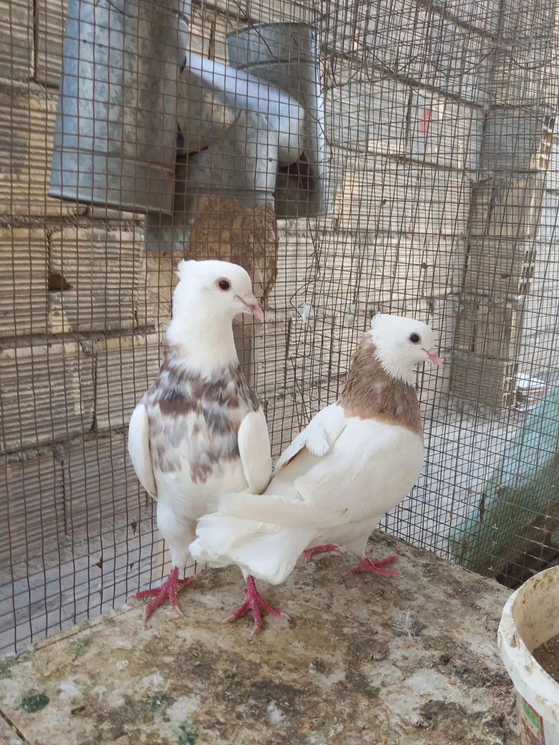 کبوتر نروماده|پرنده|اصفهان, قائمیه|دیوار
