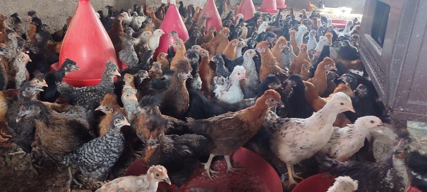 جوجه مرغ گلپایگان،کاکلی|حیوانات مزرعه|تربت جام, بهشت محمدیه|دیوار