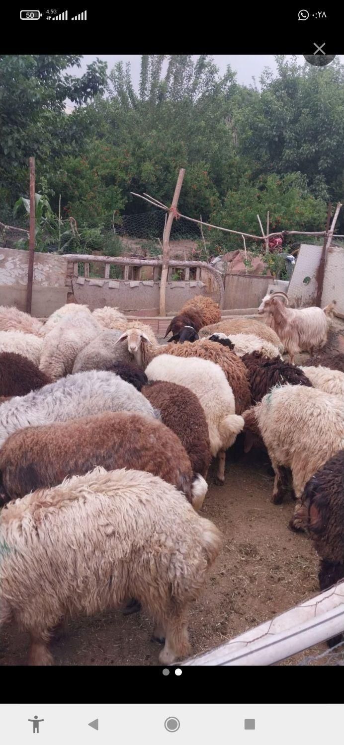 انواع وزن سبک گوسفند افشاری زنده از 20کیلوبه بالا|حیوانات مزرعه|تهران, منیریه|دیوار