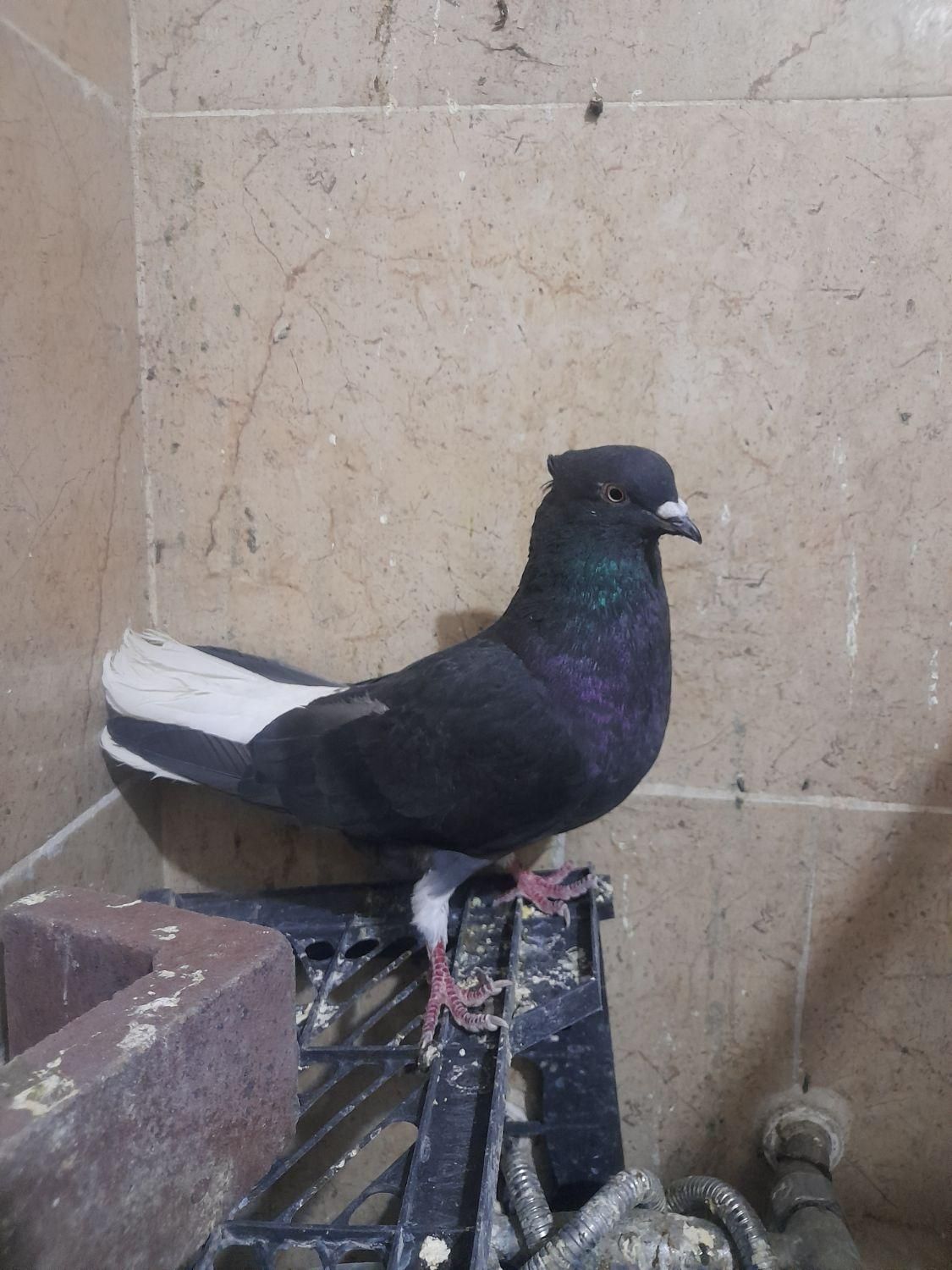 کبوتر اشعل|پرنده|فولادشهر, B2|دیوار