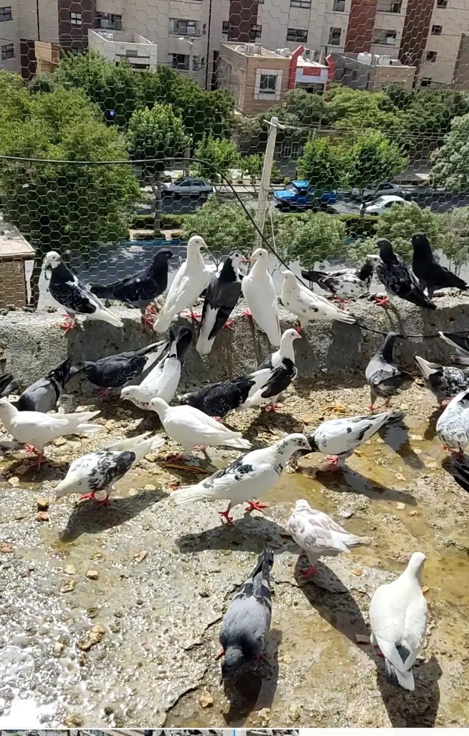 تعدادی کبوتر از انواع و اقسام  برافروش|پرنده|اصفهان, سرشبادران|دیوار