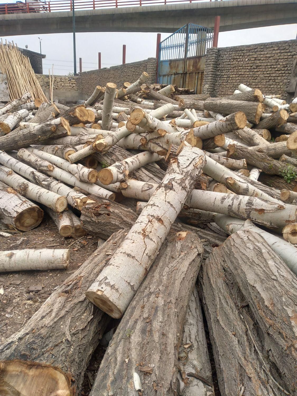 خرید چوب و درخت|خدمات باغبانی و درختکاری|همدان, |دیوار